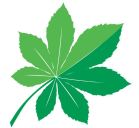 161217-feuille-cergy