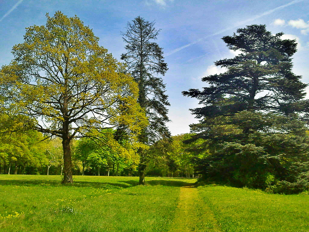 arbres et chemin 5618243506_a69e7279f6_b