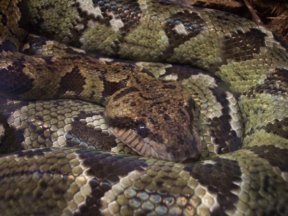 snake-at-s-a-zoo-1383449